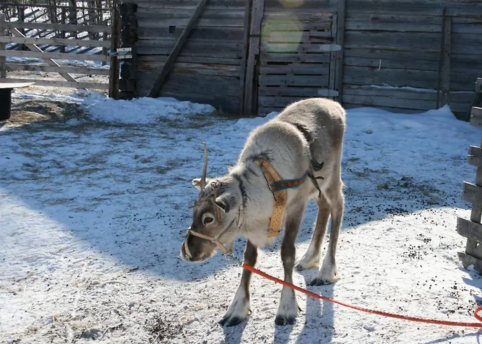 Lumia, Lomamoekki Levillae